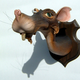 Illustration for article titled Dr. Seuss taxidermy is equal parts disturbing and charming